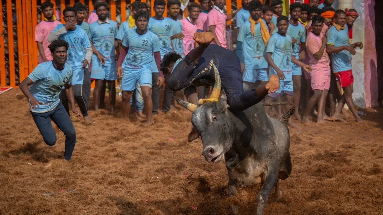 Jalikattu___Getty