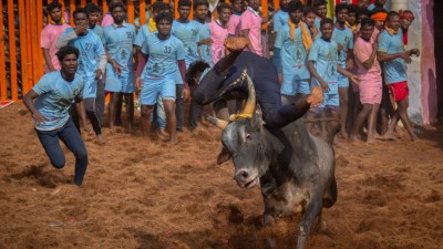Jalikattu___Getty