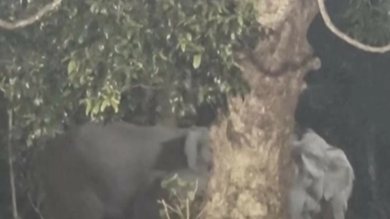 Herd of wild elephants were spotted by forest dept officials near Sabarimala hills 