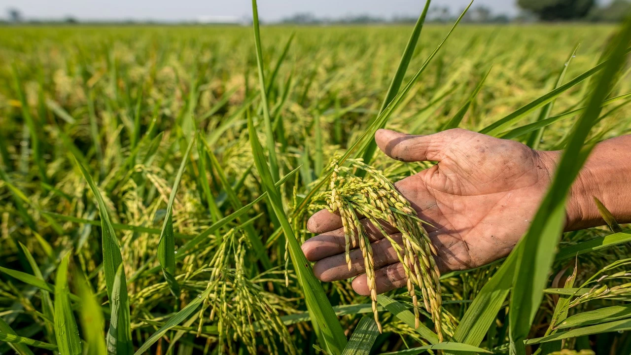 Rice grown in the US is not a direct substitute for Indian basmati rice, one of the most in-demand Indian rice varieties in the US.