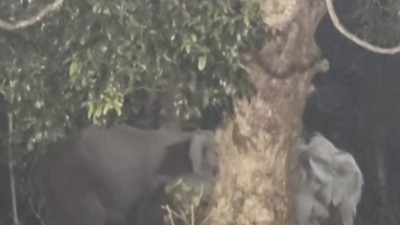 Herd of wild elephants were spotted by forest dept officials near Sabarimala hills 