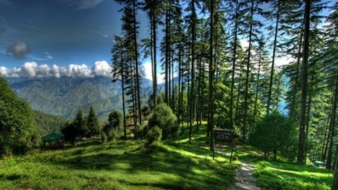 Mussoorie’s oak trees represent a rare blend of natural beauty and historical significance.