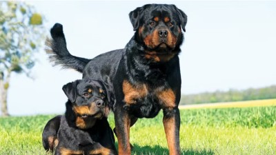 In view of rising dog attacks and public safety concerns, the Municipal Corporation of Dehradun has announced strict new rules for pet and stray dog management. (Source-Facebook)