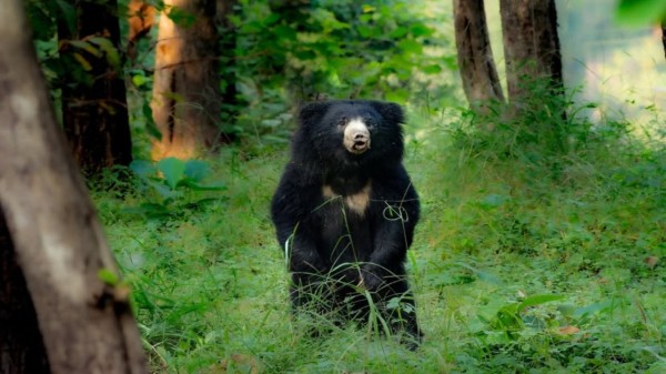 In Ralam migration village, bears have damaged residential houses, breaking roofs and doors, and destroying food stored inside.