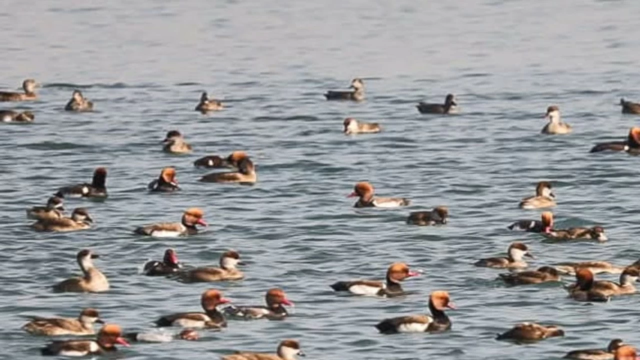 Asan Wetland was declared a Ramsar site in 2020. It is home to over 330 bird species and 49 fish species, making it one of Uttarakhand’s richest habitats.