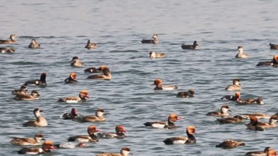 Asan Wetland was declared a Ramsar site in 2020. It is home to over 330 bird species and 49 fish species, making it one of Uttarakhand’s richest habitats.