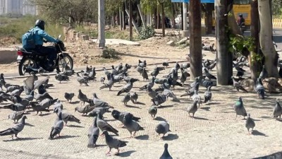 While the move is driven by safety concerns, officials acknowledged that it could trigger debate among animal welfare groups and regular bird feeders.