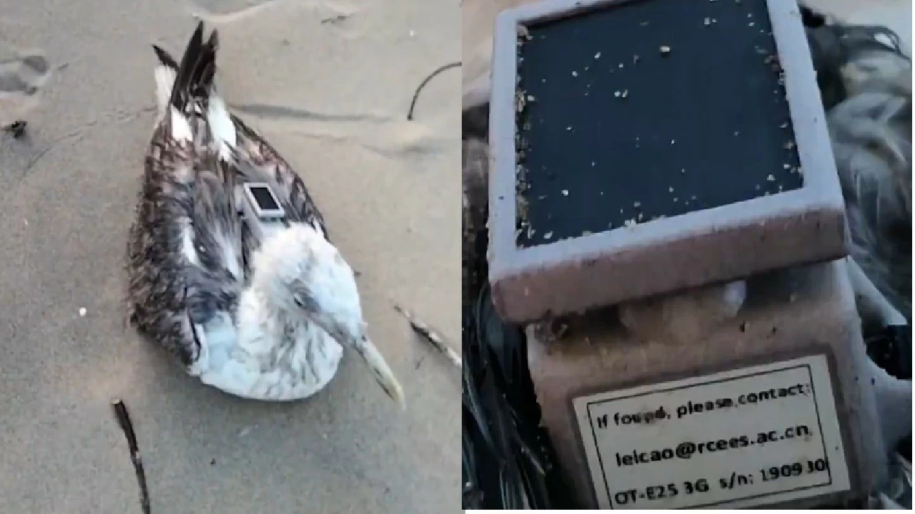 The seagull was spotted by local residents resting behind the Thimmakka Garden area near the beach