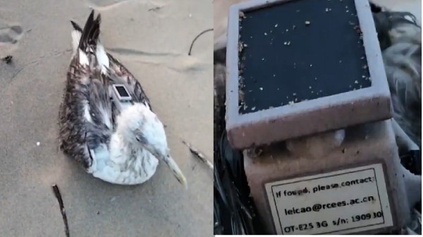 The seagull was spotted by local residents resting behind the Thimmakka Garden area near the beach
