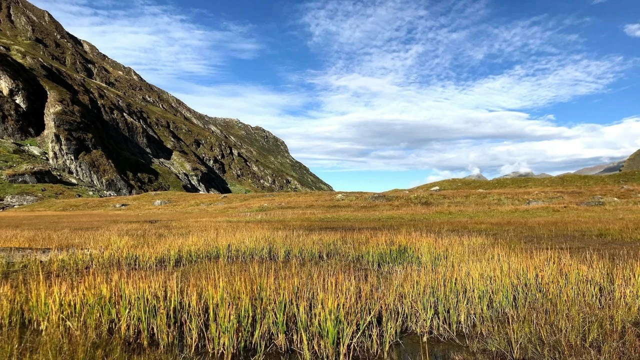 Crop sown by Pandavas continues to sprout naturally, without human intervention, and after ripening, it mysteriously sinks back into the earth.