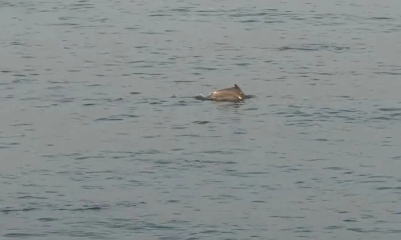 Mumbai's iconic Worli Sea Face witnessed a rare dolphin pod sighting. (Screengrab)