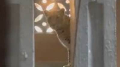 The leopard was seen inside a residential building in ​​Bhayander East