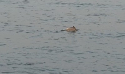 Mumbai's iconic Worli Sea Face witnessed a rare dolphin pod sighting. (Screengrab)