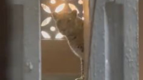 The leopard was seen inside a residential building in ​​Bhayander East
