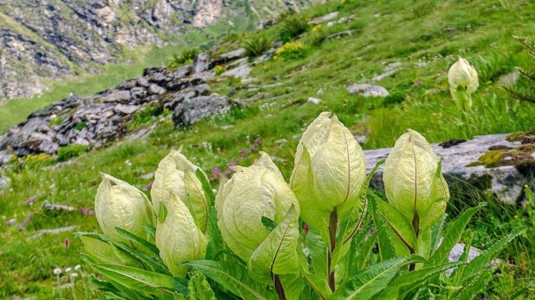 Bramhkamal_flower_in_Garhwal