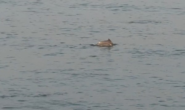 Mumbai's iconic Worli Sea Face witnessed a rare dolphin pod sighting. (Screengrab)