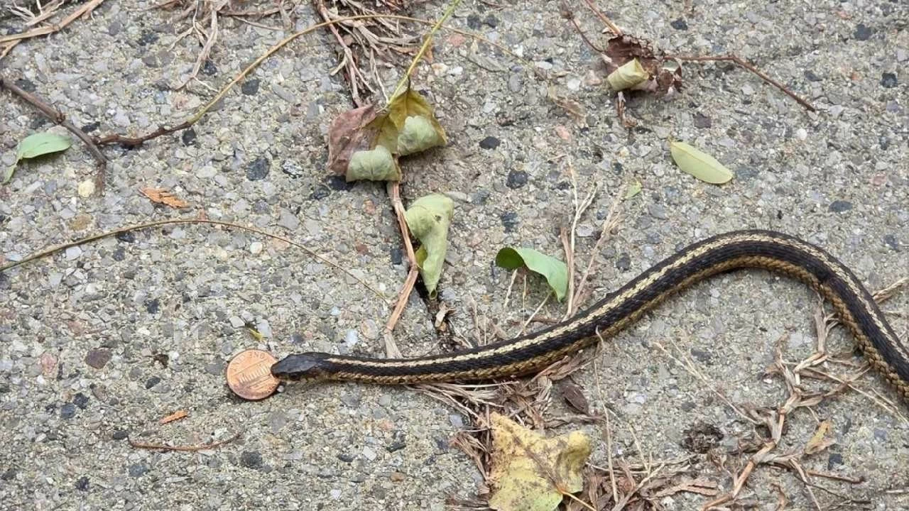 On October 22nd, one of Ganesan's sons filed a police complaint stating his father had died from a snake bite while sleeping at home in their Nallathanneer Kulam Street residence.