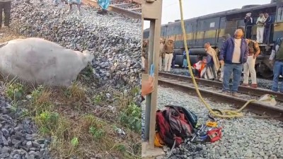 Eight elephants were killed and one was injured in the incident.