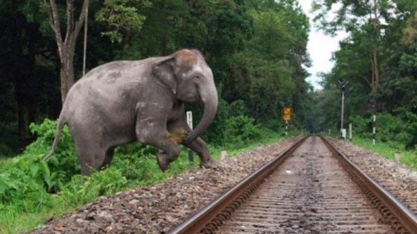 Eight elephants were killed and one was injured in the incident.