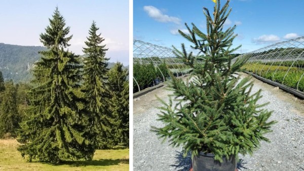Norway_Spruce