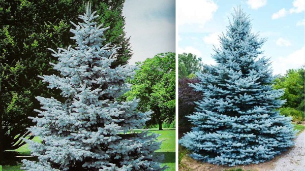 Blue_Spruce