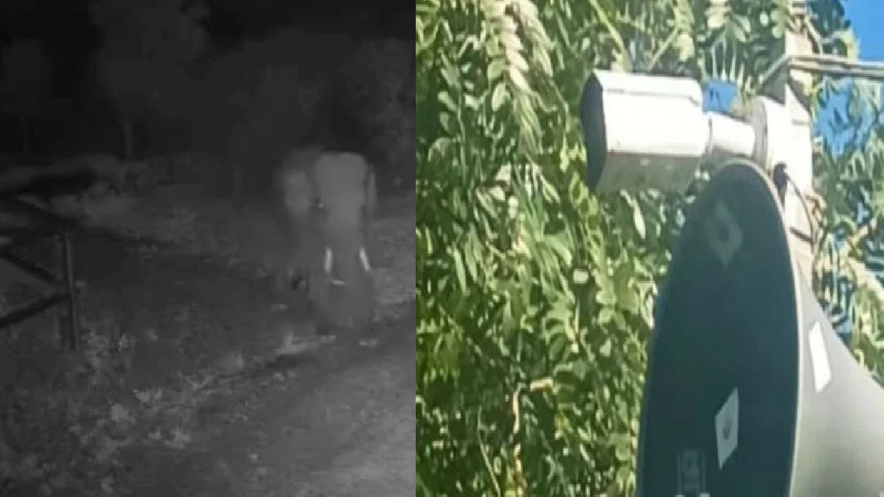 These cameras can detect wild elephants when they are about 150 meters away and drive them away by making loud noises