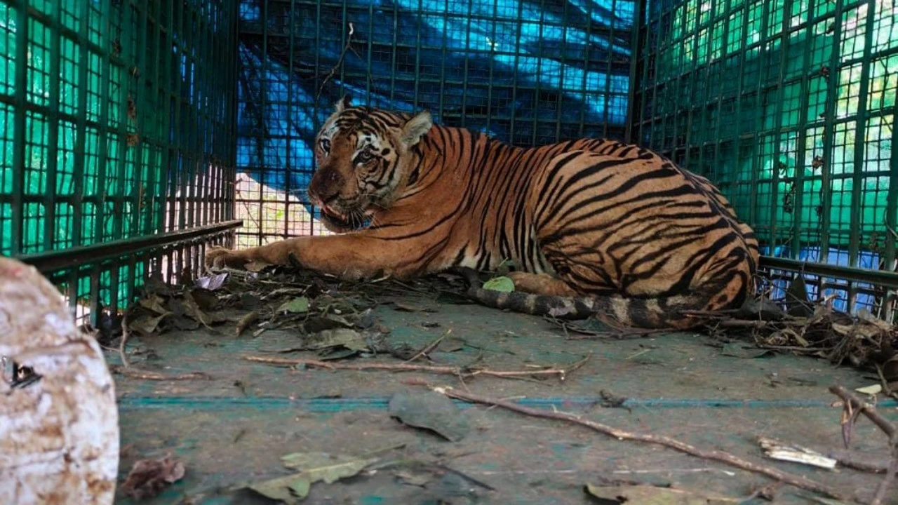 Man-eater tiger captured in the cage near Wayanad