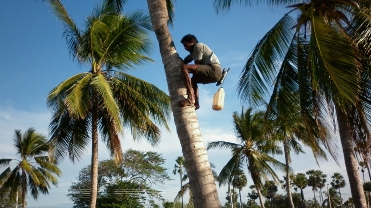 Kerala Agriculture university to begin toddy tapping course by February, 2026