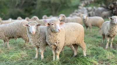 The big question is why a grazing ground was converted into a parking lot. (Photo credit: Unsplash)