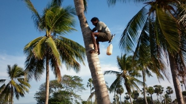 Kerala Agriculture university to begin toddy tapping course by February, 2026