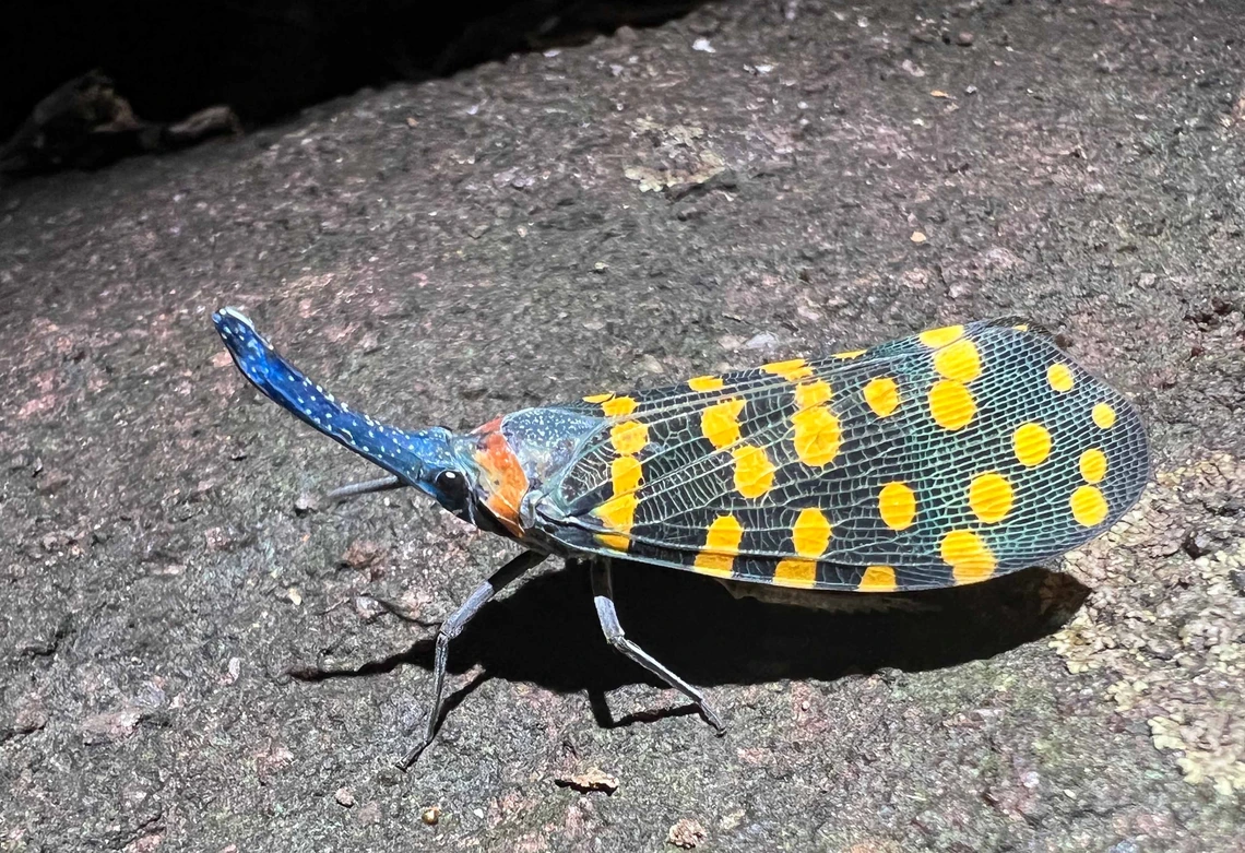 New species are being discovered at unprecedented rate