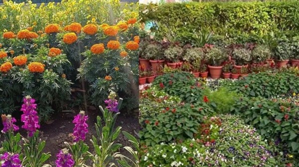 Udyan Utsav returns to Hyderabad, opening Rashtrapati Nilayam gardens to public