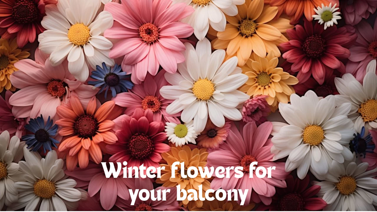 These winter blooms make balconies look magical all season

