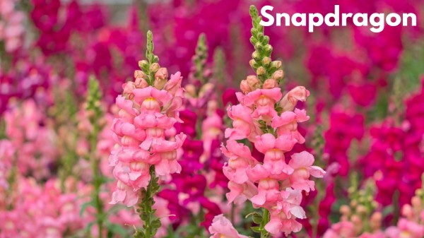 Snapdragon_N