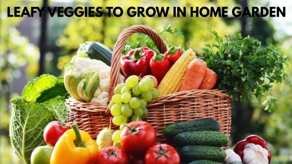 Winter leafy greens perfect for home gardens