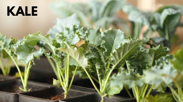 kale