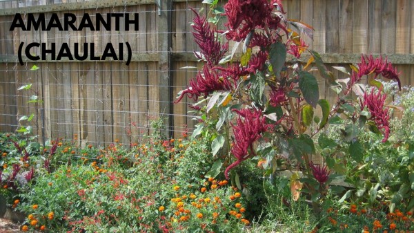 Amaranth_(Chaulai)