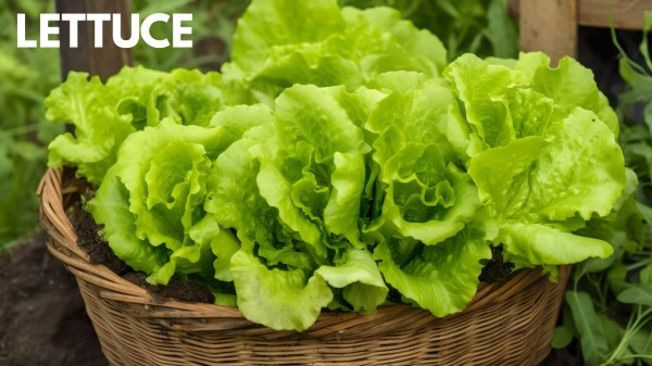 lettuce