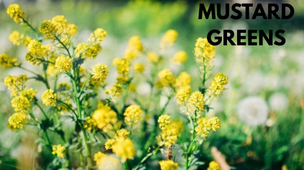 Mustard__greens