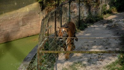 The consistent growth in Tamil Nadu's tiger numbers from 2018 to 2022 reflects the success of targeted conservation strategies.