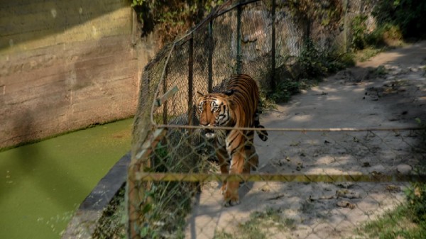 The consistent growth in Tamil Nadu's tiger numbers from 2018 to 2022 reflects the success of targeted conservation strategies.