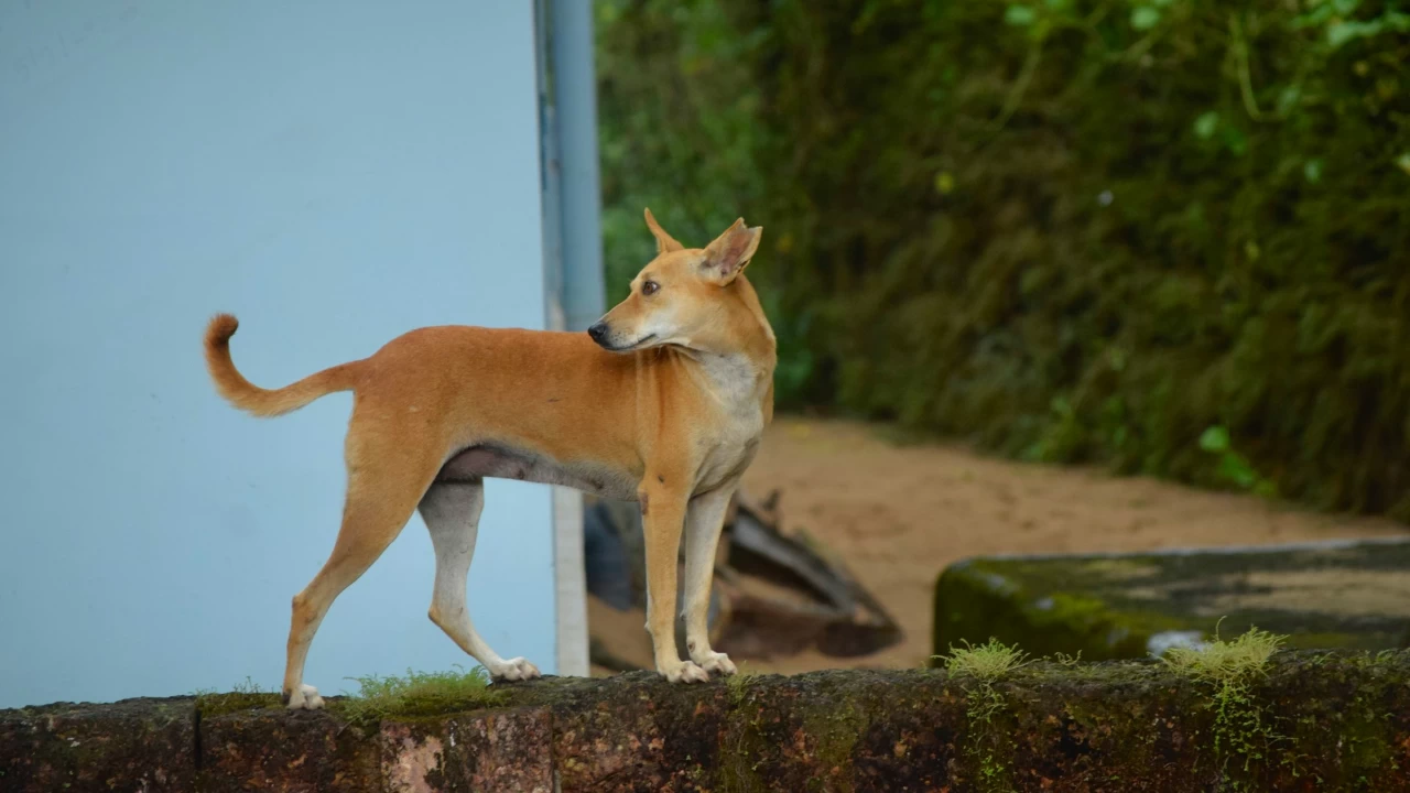 The civic body will reportedly form a dog pound to manage the population of stray dogs. (Photo credit: Unsplash)