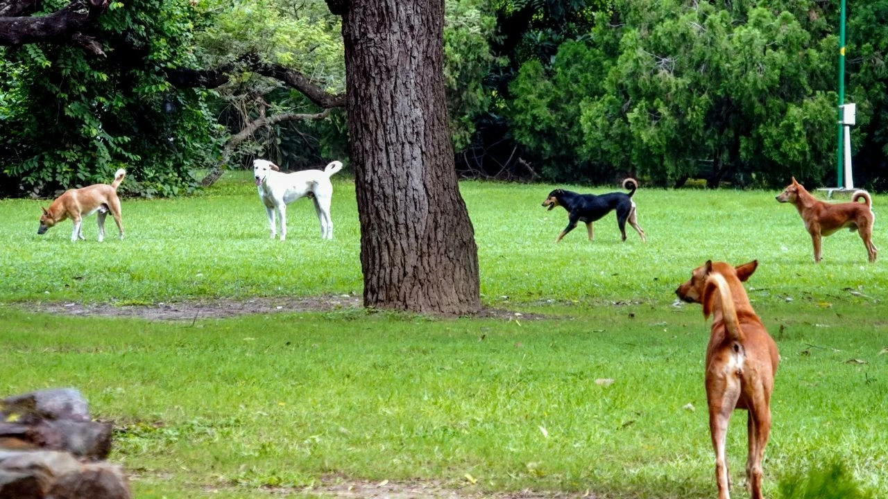 The Supreme Court heard a batch of petitions on stray dogs and their removal from public places earlier and said that they must be removed from institutional areas 