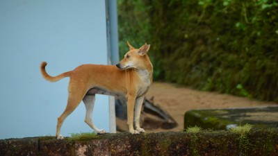 The civic body will reportedly form a dog pound to manage the population of stray dogs. (Photo credit: Unsplash)