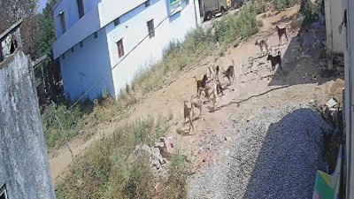 Stray dogs attack 3-year-old boy in Sangareddy, Telangana. 