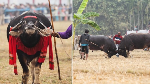 Magh Bihu 2026: When Assam celebrates Bhogali Bihu and why it matters