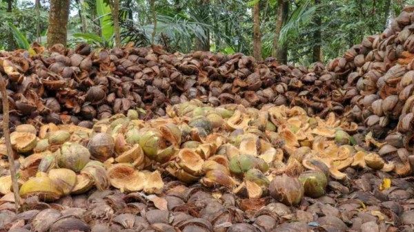 Kerala: Following crisis due to price drop, coconut growers pins hope on export, industrial demand