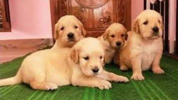 Pet owners in Kerala to be fined for abandoning dogs; Stringent norms to be introduced