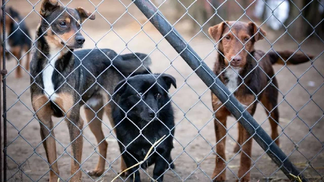 Stray dogs killed with lethal injections (Picture for representation). 