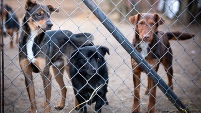 Stray dogs killed with lethal injections (Picture for representation). 